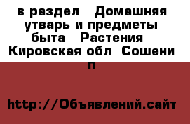  в раздел : Домашняя утварь и предметы быта » Растения . Кировская обл.,Сошени п.